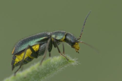 Réf. 259 601 : Clanoptilus elegans